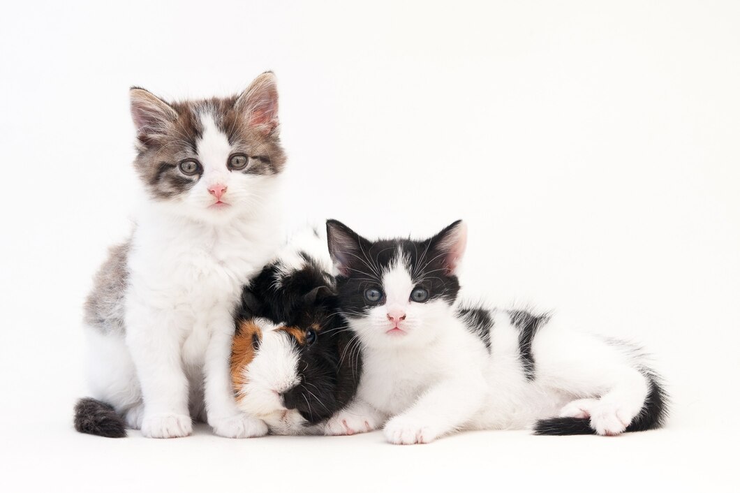 best cat breed for small apartments